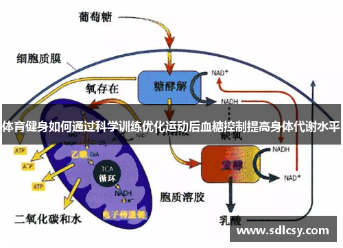 体育健身如何通过科学训练优化运动后血糖控制提高身体代谢水平